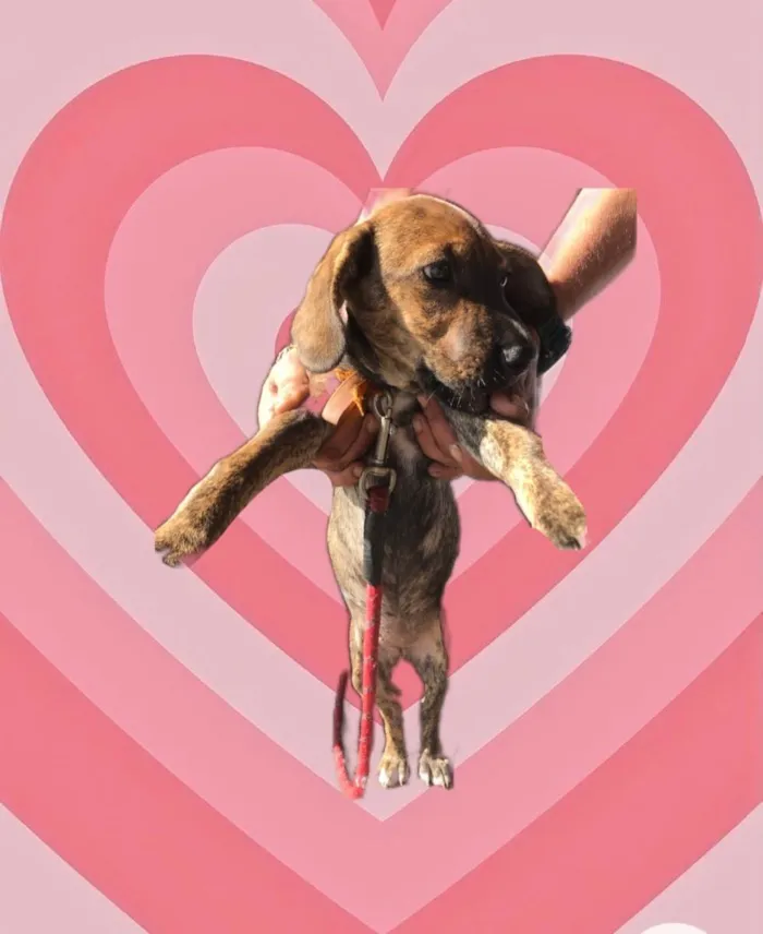 Cachorro raça Std idade 2 a 6 meses nome Nina 3 meses linda 