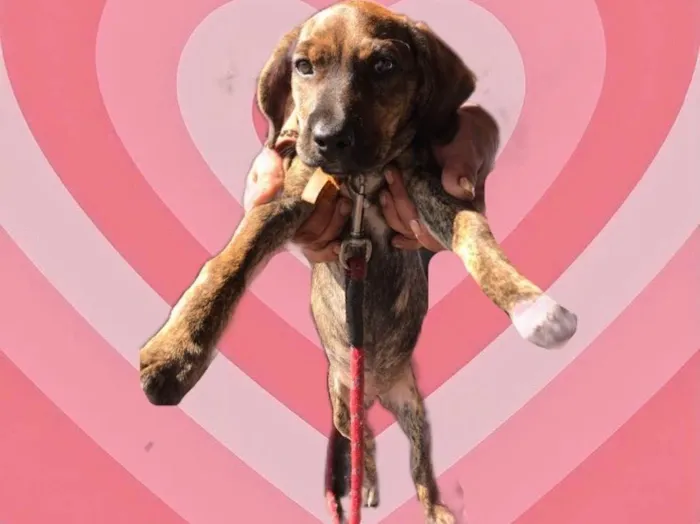 Cachorro raça Std idade 2 a 6 meses nome Nina 3 meses linda 