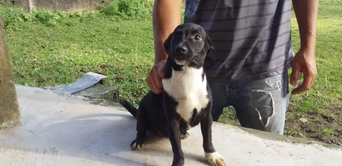 Cachorro ra a SRD idade 2 a 6 meses nome Filhotes Deborah