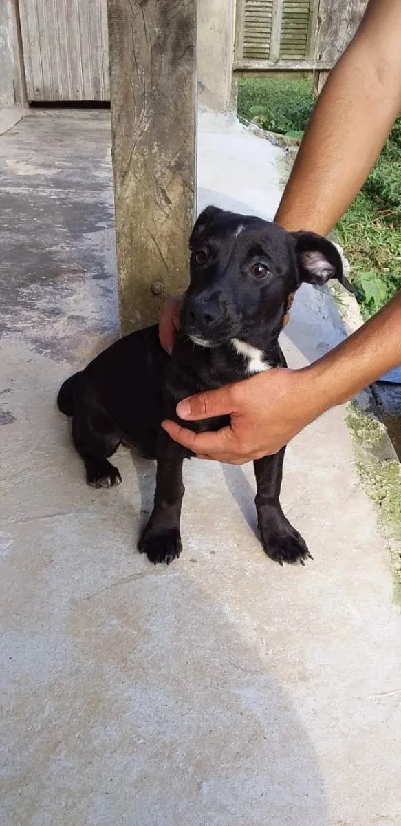 Cachorro ra a SRD idade 2 a 6 meses nome Filhotes Deborah