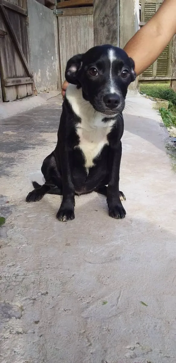 Cachorro ra a SRD idade 2 a 6 meses nome Filhotes Deborah