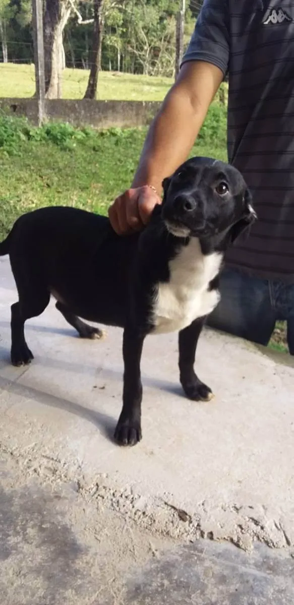 Cachorro ra a SRD idade 2 a 6 meses nome Filhotes Deborah