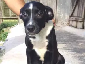 Cachorro raça SRD idade 2 a 6 meses nome Filhotes Deborah