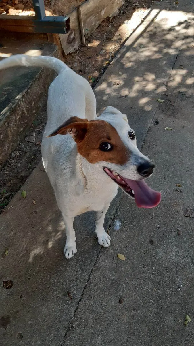 Cachorro ra a Vira lata idade 5 anos nome Mel