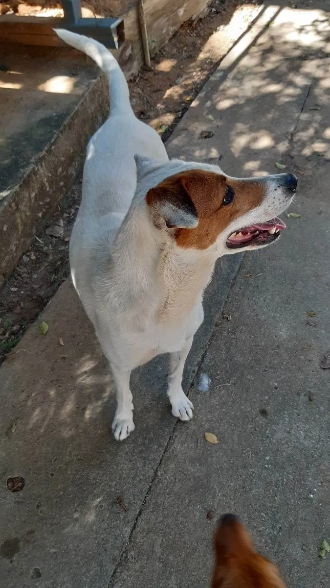 Cachorro ra a Vira lata idade 5 anos nome Mel