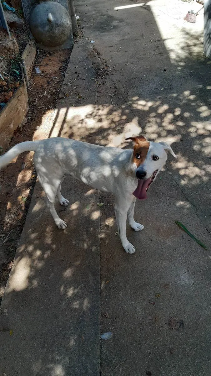 Cachorro ra a Vira lata idade 5 anos nome Mel