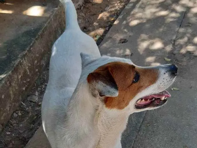 Cachorro ra a Vira lata idade 5 anos nome Mel