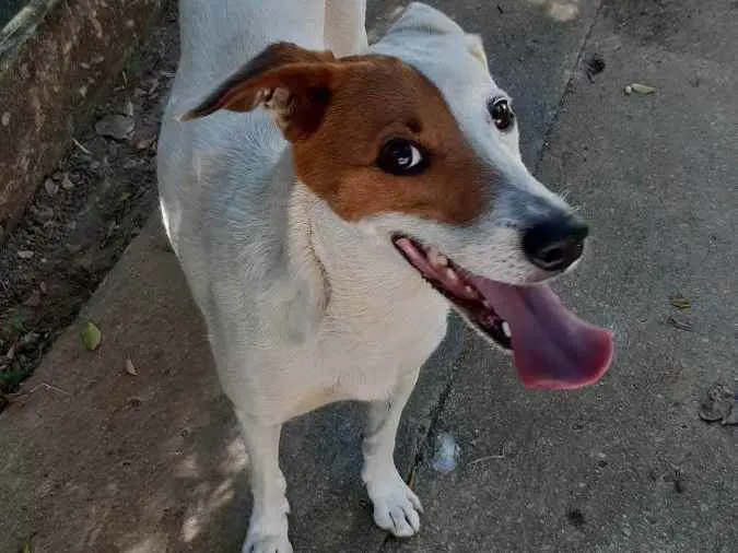 Cachorro ra a Vira lata idade 5 anos nome Mel