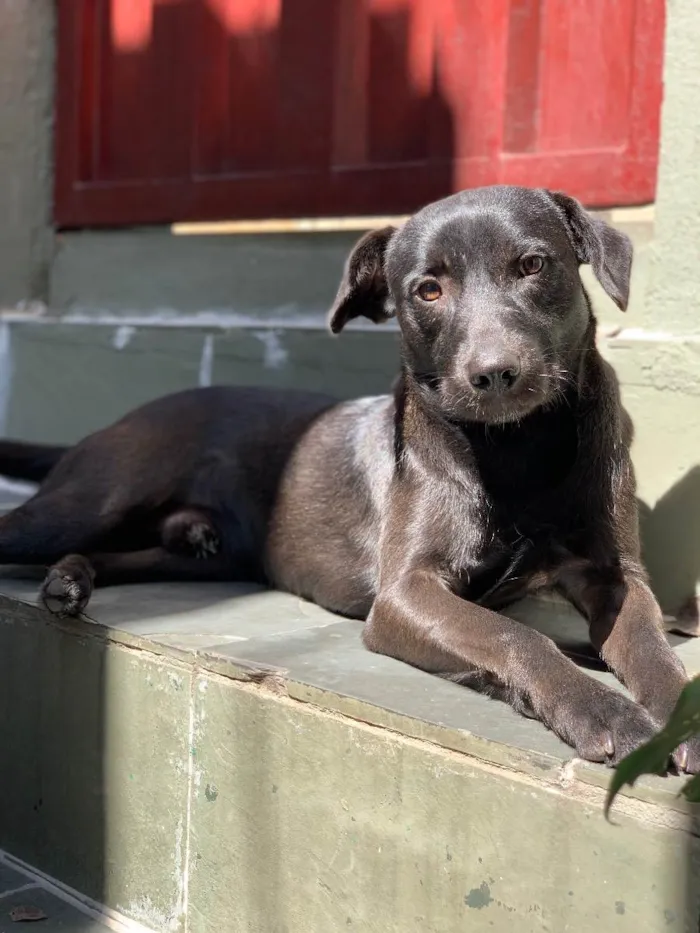 Cachorro ra a Labrador com vira lata idade 1 ano nome Aruk