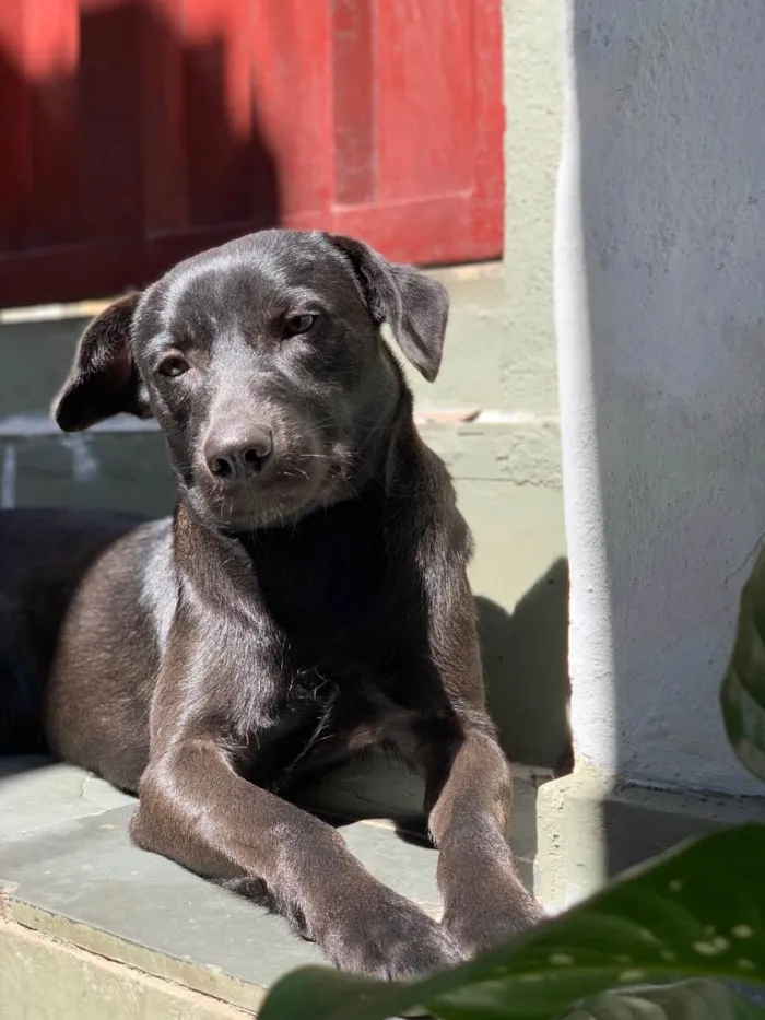 Cachorro ra a Labrador com vira lata idade 1 ano nome Aruk