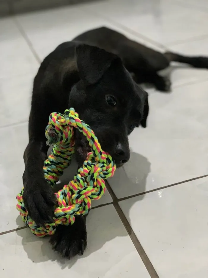 Cachorro ra a Labrador com vira lata idade 1 ano nome Aruk