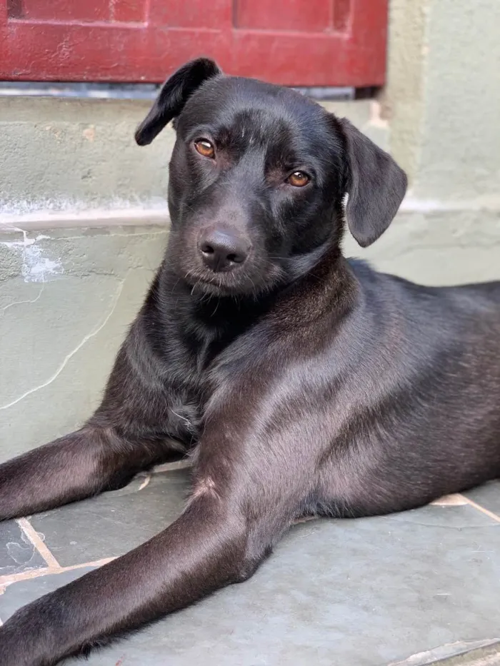 Cachorro ra a Labrador com vira lata idade 1 ano nome Aruk