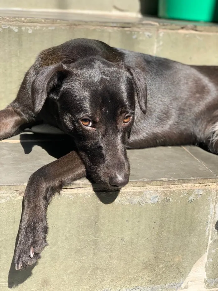 Cachorro ra a Labrador com vira lata idade 1 ano nome Aruk