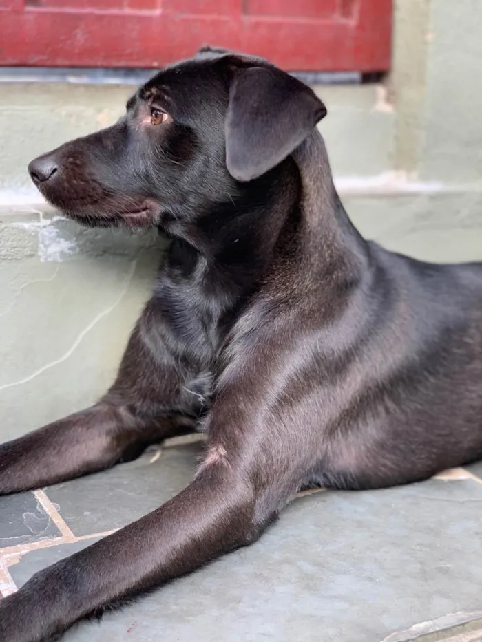 Cachorro ra a Labrador com vira lata idade 1 ano nome Aruk