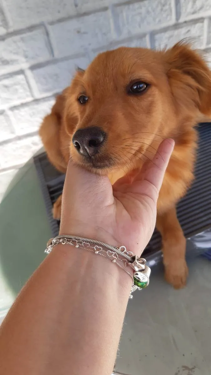 Cachorro ra a Vira lata idade 7 a 11 meses nome Coquinha