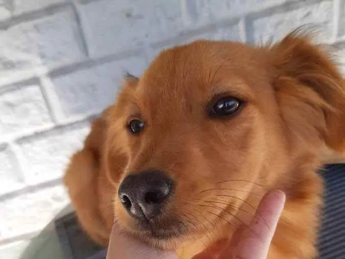 Cachorro ra a Vira lata idade 7 a 11 meses nome Coquinha