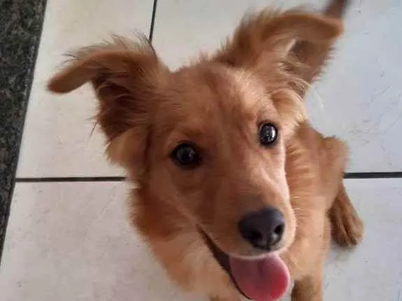 Cachorro ra a Vira lata idade 7 a 11 meses nome Coquinha