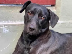 Cachorro raça Labrador com vira lata idade 1 ano nome Aruk