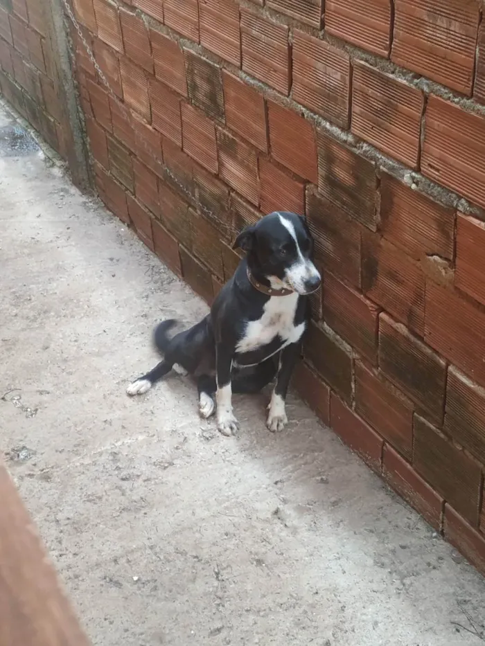 Cachorro ra a Indefinida idade 1 ano nome Meg