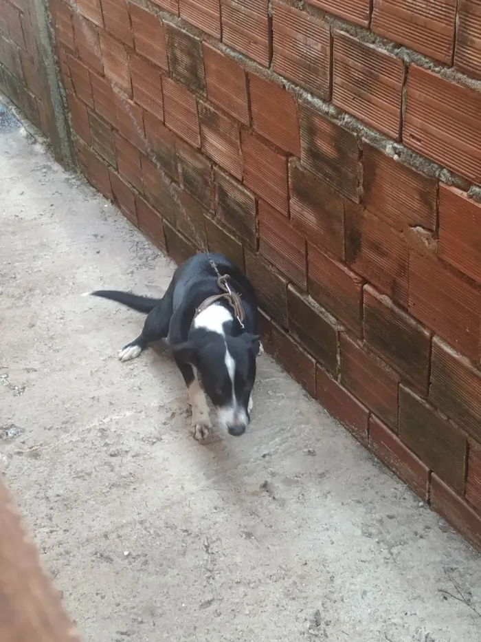 Cachorro ra a Indefinida idade 1 ano nome Meg