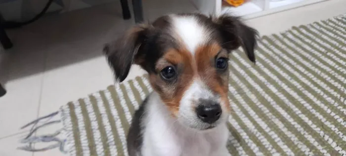 Cachorro raça Fox Paulistinha Misturado idade 2 a 6 meses nome Toby