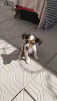 Toby