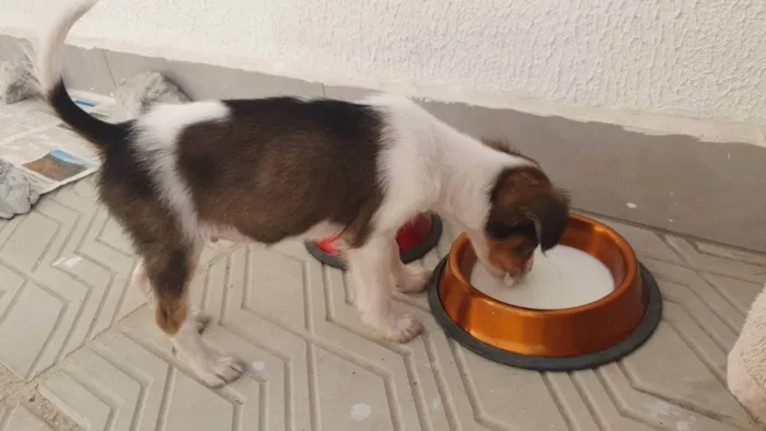 Cachorro raça Fox Paulistinha Misturado idade 2 a 6 meses nome Toby