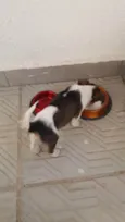 Toby