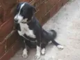 Meg
