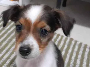 Cachorro raça Fox Paulistinha Misturado idade 2 a 6 meses nome Toby