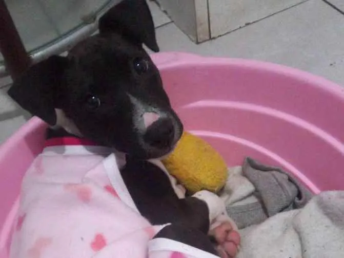 Cachorro ra a  idade 2 a 6 meses nome Brisa