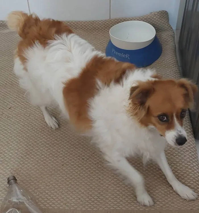Cachorro ra a Vira idade 2 anos nome Lola