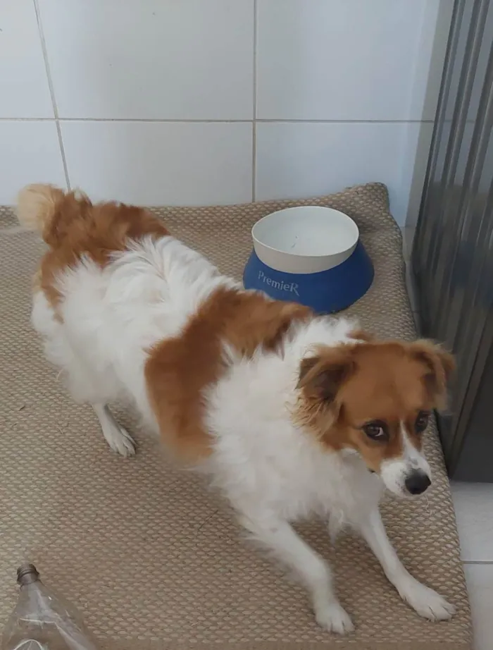 Cachorro ra a Vira idade 2 anos nome Lola