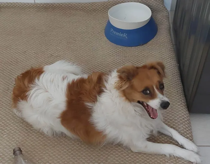 Cachorro ra a Vira idade 2 anos nome Lola