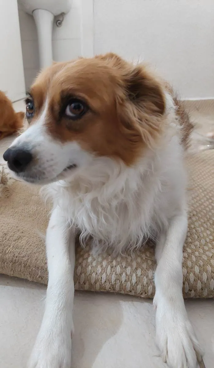 Cachorro ra a Vira idade 2 anos nome Lola