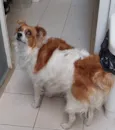 Lola