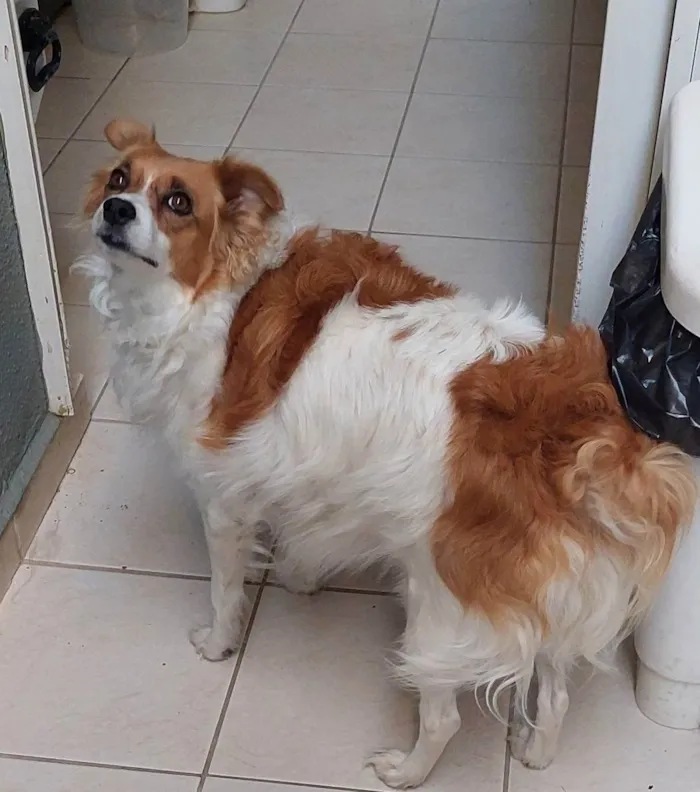 Cachorro ra a Vira idade 2 anos nome Lola