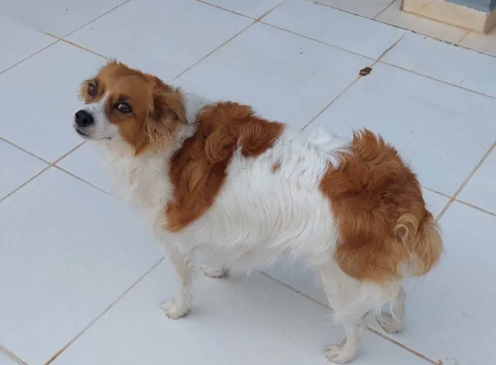 Cachorro ra a Vira idade 2 anos nome Lola