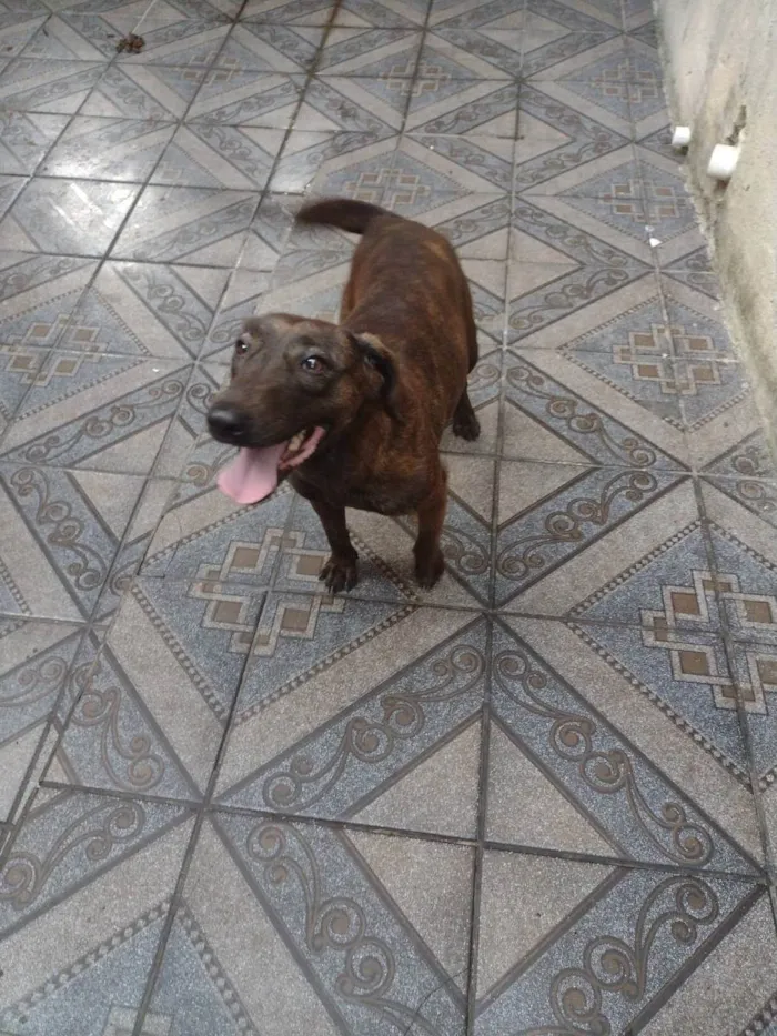 Cachorro ra a Bull terrier com fila brasilei idade 2 anos nome Tequila