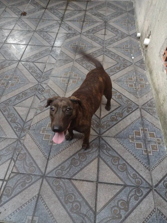 Cachorro ra a Bull terrier com fila brasilei idade 2 anos nome Tequila