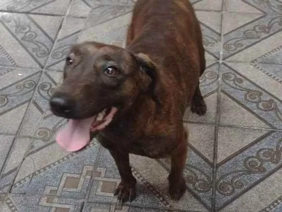 Cachorro ra a Bull terrier com fila brasilei idade 2 anos nome Tequila