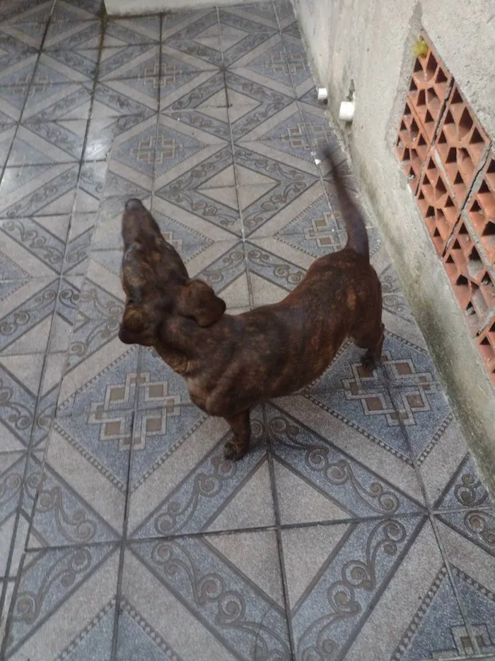 Cachorro ra a Bull terrier com fila brasilei idade 2 anos nome Tequila