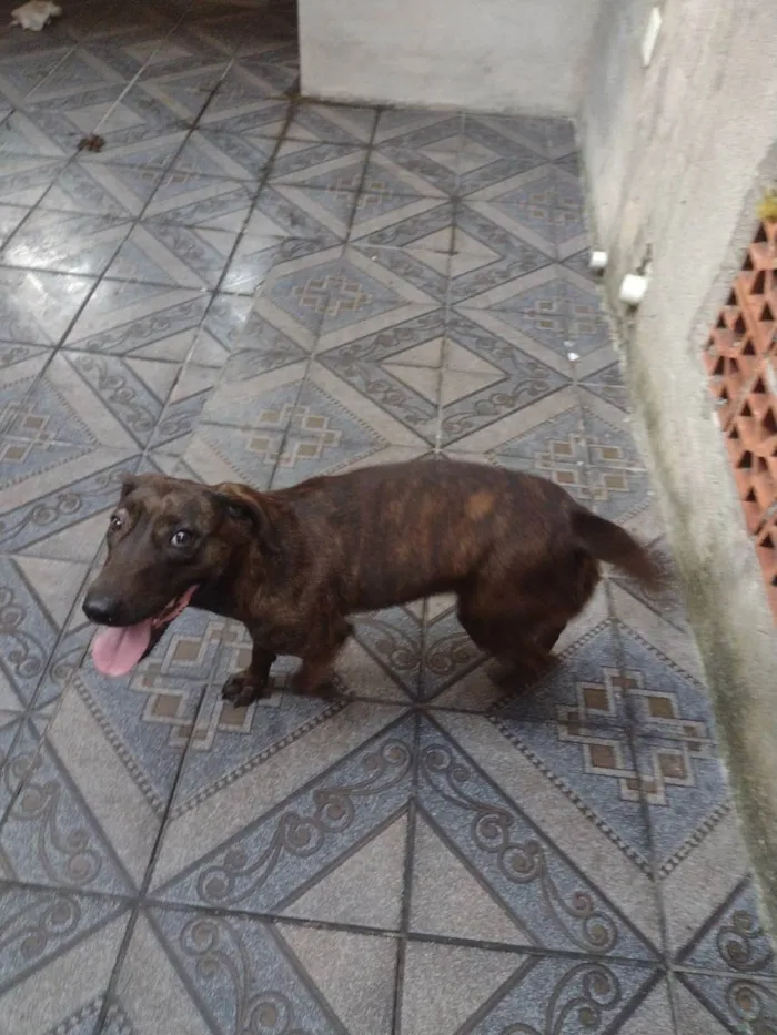 Cachorro ra a Bull terrier com fila brasilei idade 2 anos nome Tequila