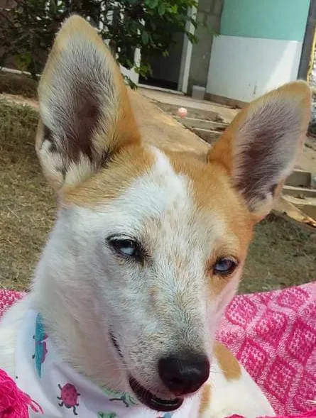 Cachorro ra a  idade 4 anos nome Mimosa