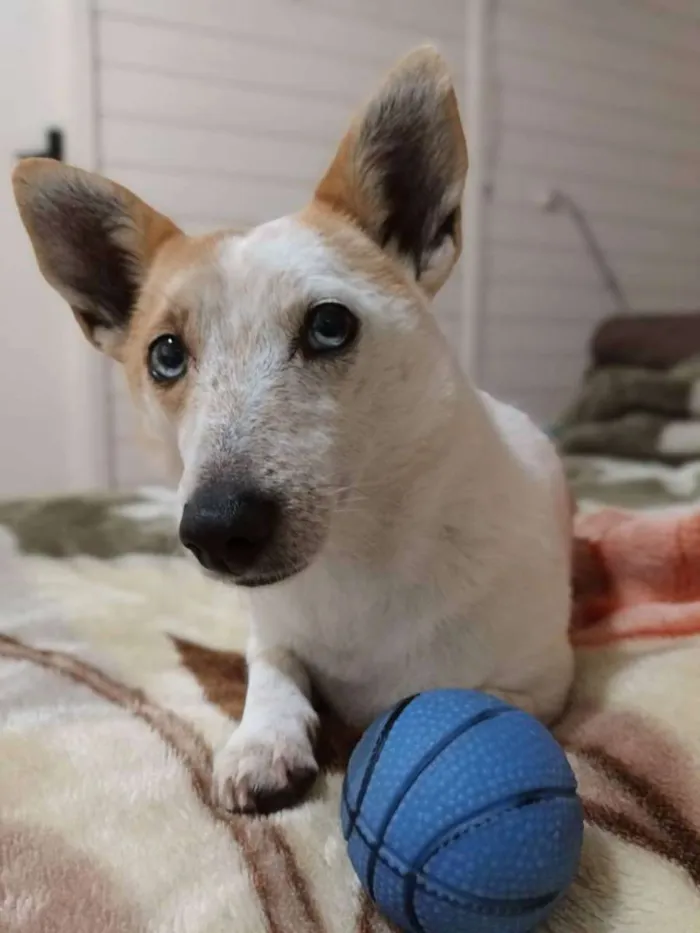 Cachorro ra a  idade 4 anos nome Mimosa