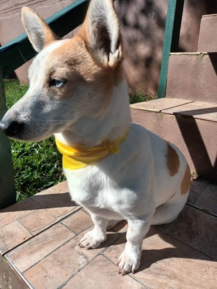 Cachorro ra a  idade 4 anos nome Mimosa