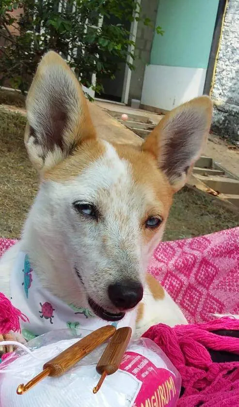 Cachorro ra a  idade 4 anos nome Mimosa