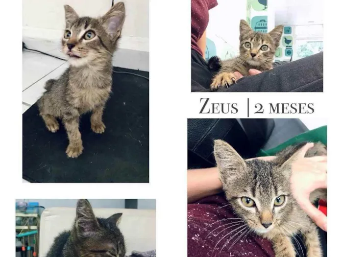 Gato ra a SRD idade 2 a 6 meses nome Zeus