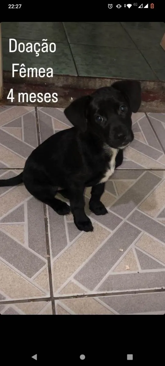 Cachorro ra a  idade 2 a 6 meses nome Aruna