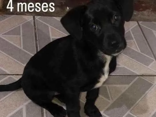 Cachorro ra a  idade 2 a 6 meses nome Aruna